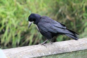 A view of a Rook photo