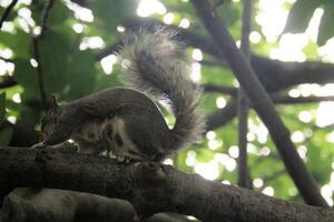 A close up of a Grey Squirrel in the wild photo