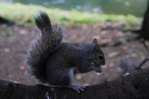 A close up of a Grey Squirrel in the wild photo