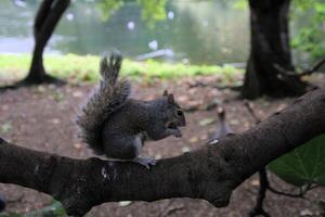 A close up of a Grey Squirrel in the wild photo