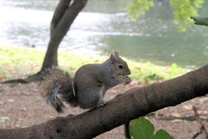 A close up of a Grey Squirrel in the wild photo