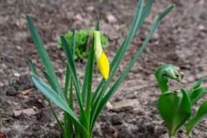 A daffodil in a garden with the sun shining on them. photo