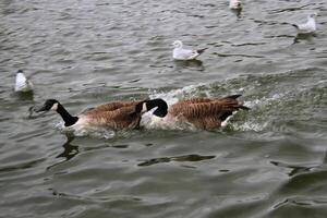 A view of a Canada Goose photo