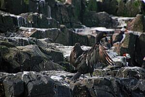 A view of a Cormorant photo