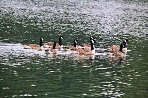 A view of a Canada Goose photo