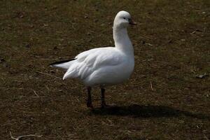 A view of a White Goose photo