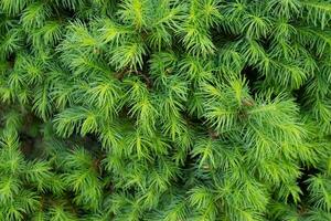 Green toned image of coniferous tree branches photo