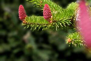 Blue Hoopsi spruce with fresh new red cones photo