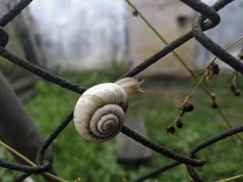 Shot of a white Grape snail Helix pomatia crawling on the tree trunk photo