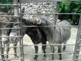 The horse behind the fence is bored in the middle of early autumn photo