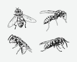 Set of hand drawn wasp sketch, engraving. Different pose, action. Isolated background. Graphic illustration. vector