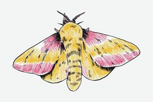 sketch drawing moth, butterfly. Isolated background, Graphic illustration. vector