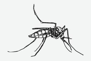 Mosquito drawing. Isolated on white background. Different action, pose, Monochrome hand drawn illustration. vector