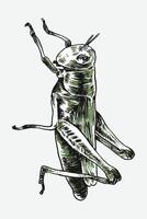 Hand drawn grasshopper sketch engraving. Isolated background. Graphic illustration. vector