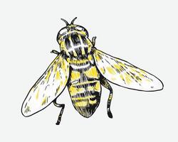 Hand drawn wasp sketch, engraving. Different pose, action. Isolated background. Graphic illustration. vector