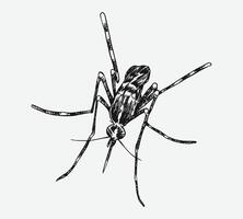 Mosquito drawing. Isolated on white background. Different action, pose, Monochrome hand drawn illustration. vector