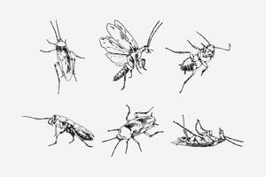 Set of hand drawn of cockroach. Sketch drawing. Different pose, gesture. Monochrome illustration. vector