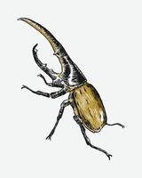 Hercules beetle insect sketch hand drawn. Isolated background. Graphic illustration. vector