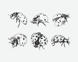 Set of Ladybug hand drawing. Different pose, gesture. Isolated on white background. Monochrome illustration. vector
