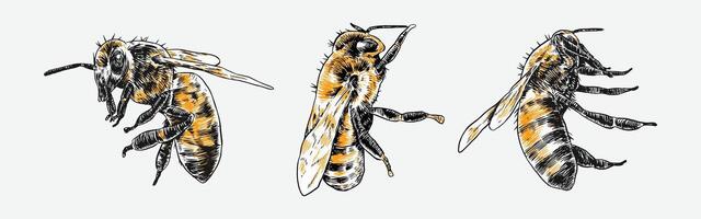 Set of hand drawn of bee, honeybee. Isolated on white background. Graphic illustration. vector