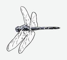 hand drawn illustration of dragonfly. Different pose, action. Isolated background. Colored engraving. vector