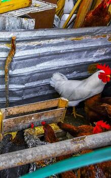 pollos gallinas polla y gallo detrás cerca en México. foto