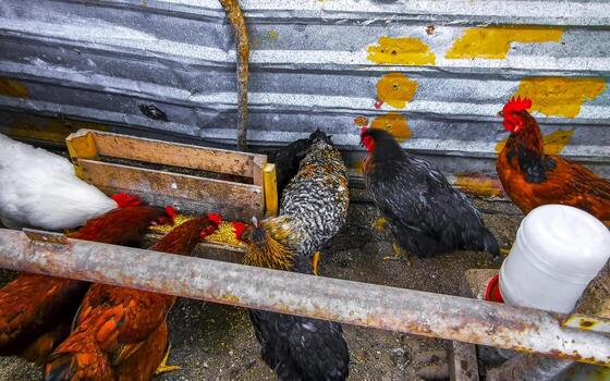 pollos gallinas polla y gallo detrás cerca en México. foto