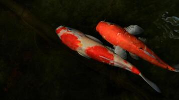 Two koi fish with different colors photo