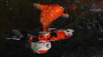 Overhead view of koi carps swimming in pond photo