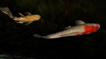 Two koi fish with different colors photo