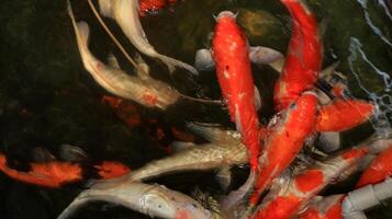Overhead view of koi carps swimming in pond photo
