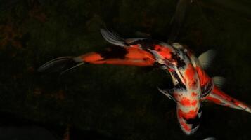 Overhead view of koi carps swimming in pond photo