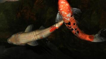 Two koi fish with different colors photo