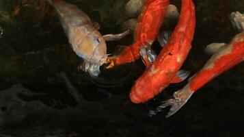 Overhead view of koi carps swimming in pond photo