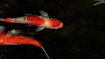 Overhead view of koi carps swimming in pond photo