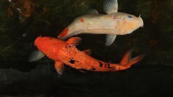 Two koi fish with different colors photo