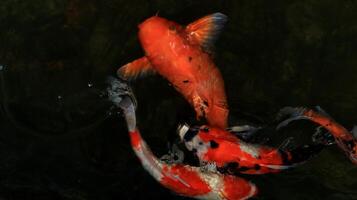 Overhead view of koi carps swimming in pond photo