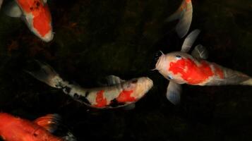 Overhead view of koi carps swimming in pond photo