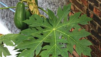Papaya leaves are quite lush green in color. The benefits of papaya leaves also have an anti-inflammatory effect photo