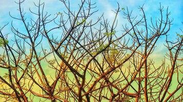 Photo of a dry tree branch, without a single leaf. Isolated background, blue sky.