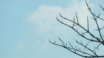 Photo of a dry tree branch, without a single leaf. Isolated background, blue sky.