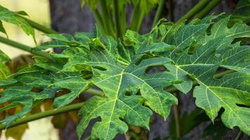 Papaya leaves are quite lush green in color. The benefits of papaya leaves also have an anti-inflammatory effect photo
