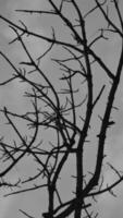 Photo of a dry tree branch, without a single leaf. Isolated background, blue sky.