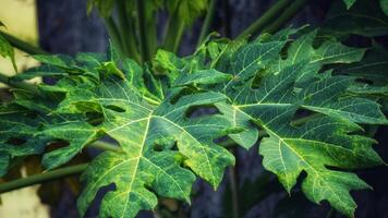 Papaya leaves are quite lush green in color. The benefits of papaya leaves also have an anti-inflammatory effect photo