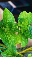 Close up photo of detailed leaves of Pseuderanthemum maculatum, commonly known as yellow vein eranthemum