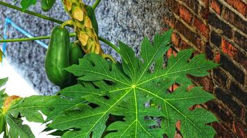 Papaya leaves are quite lush green in color. The benefits of papaya leaves also have an anti-inflammatory effect photo