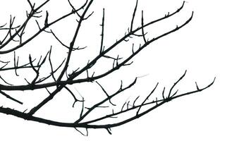 Photo of a dry tree branch, without a single leaf. Isolated background, blue sky.