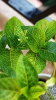 Close up photo of detailed leaves of Pseuderanthemum maculatum, commonly known as yellow vein eranthemum