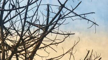 Photo of a dry tree branch, without a single leaf. Isolated background, blue sky.