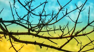 Photo of a dry tree branch, without a single leaf. Isolated background, blue sky.